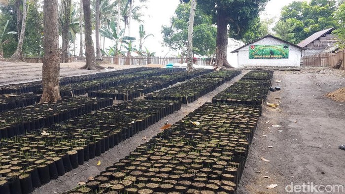 Penghijauan di Ambon Bawa Berkah Perdamaian untuk Warga