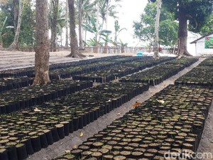 Penghijauan di Ambon Bawa Berkah Perdamaian untuk Warga