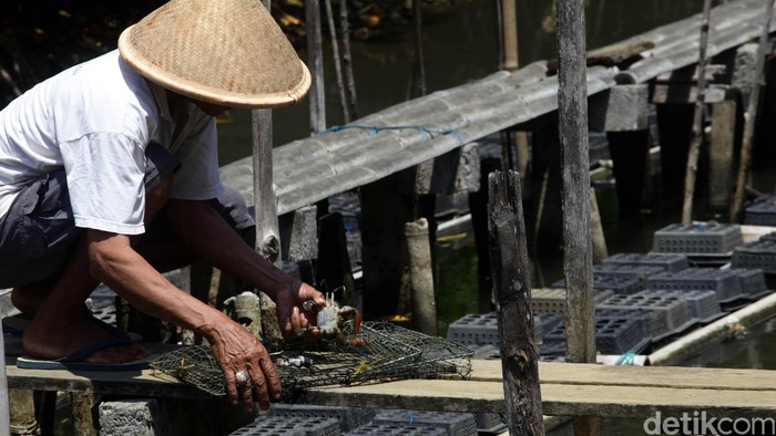 Tambak kepiting Rekatha Mustika Patra terletak di Kelurahan Kutawaru, Kecamatan Cilacap. Dalam sehari tambak binaan Pertamina ini memanen 3 kilogram kepiting soka. Ketua Kelompok usaha tambak Rekatha Mustika Patra, Rato mengecek tambak kepiting soka yang memiliki luas 1 hektar dengan kapasitas kepiting 500 kilogram, kelurahan Kutawaru, Cilacap, Minggu (13/9). Tambak binaan Pertamina ini mampu panen harian 3 kilogram kepiting soka. Hasan Al Habshy/detikcom.