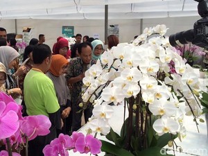 Kunjungi Kebun Anggrek di Cikampek, Mufidah Kalla: Saya Suka Anggrek Bulan