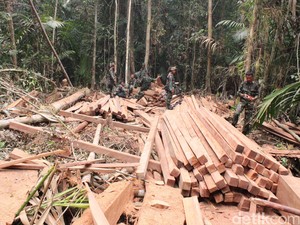 Bantu Atasi Kebakaran Hutan, Satgas Marinir Berhasil Gagalkan Aksi Illegal Logging