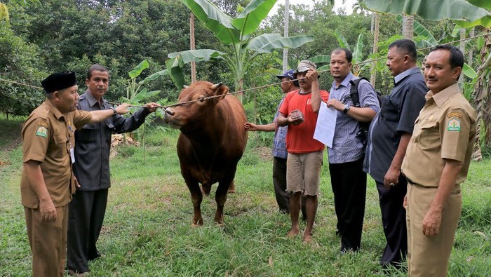 Ini Sapi Presiden Jokowi Seberat 800 Kg untuk Kurban di Aceh