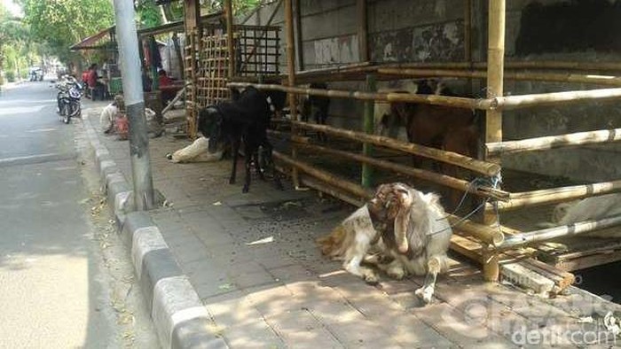 Pak Ahok, Masih Ada yang Jualan Kambing di Trotoar Jl Percetakan Negara