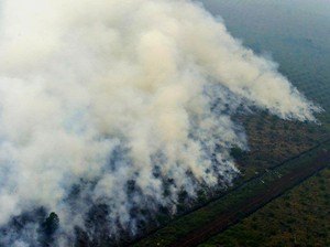Gugatan Rp 7,8 Triliun, Kementerian LHK Menanti Putusan Hakim Atas PT BMH