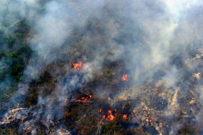 Soal Karhutla, WWF Indonesia Apresiasi Kementerian Pimpinan Siti Nurbaya