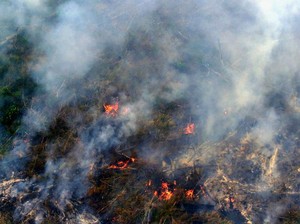 Semua Pihak Rugi, Pemerintah Harus Tuntaskan Kasus Kebakaran Hutan dan Lahan