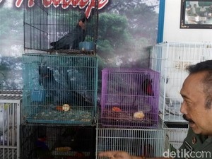 Warga Mojokerto Serahkan 2 Kakatua Raja ke Petugas Konservasi