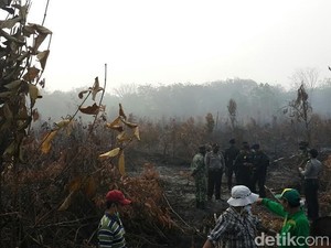 Begini Kondisi Lahan Gambut Terbakar di Riau yang Dikunjungi Menteri LHK