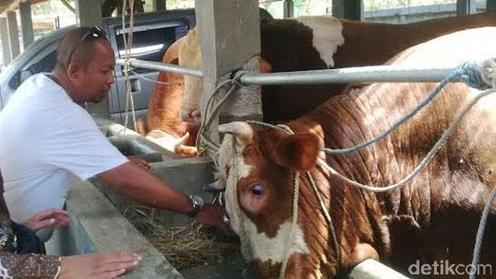 Permintaan Sapi Limousin dan Simental di Bulan Haji Naik Drastis