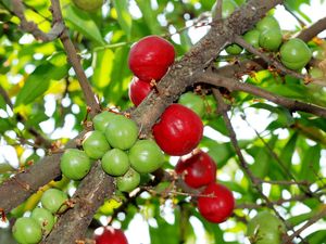 Papua Boleh Bangga! Buah Mahkota Dewa Ampuh Usir Sakit Kepala
