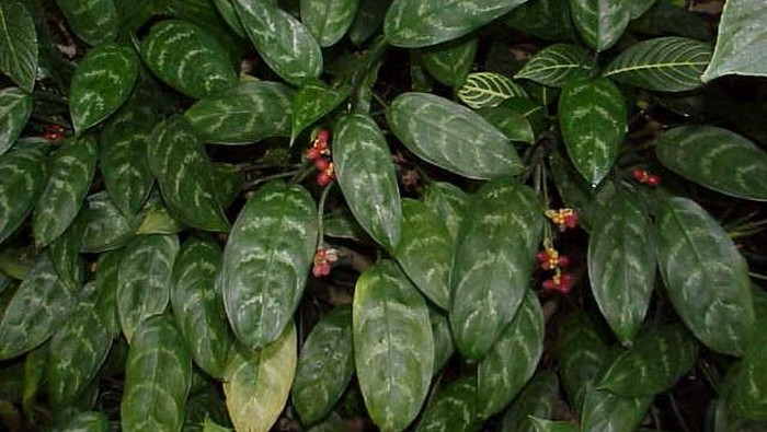 White Green Leaves of Aglaonema Plants as Texture Background. Aglaonema flowers