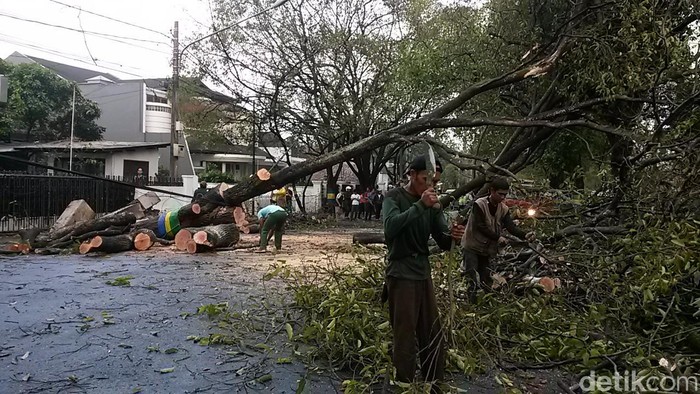 Ada Pohon Tumbang Menutup Jalan, Jl Sektor 7 Bintaro Macet