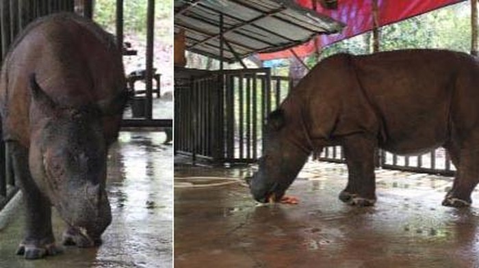 Melestarikan Badak Kalimantan, Walau Banyak Diyakini Sudah Punah