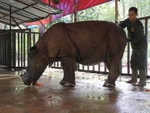 Melestarikan Badak Kalimantan, Walau Banyak Diyakini Sudah Punah