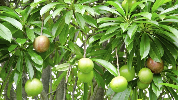 Cerbera oddloam fruit