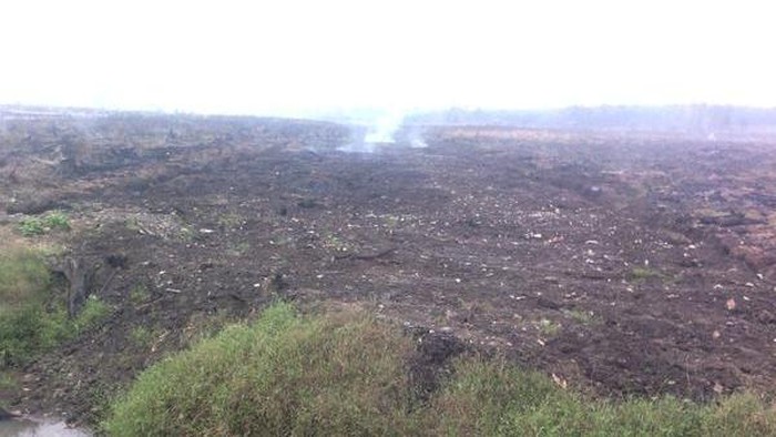 Begini Kondisi Lahan Siap Ditanami Sawit Pasca Pembakaran Hutan