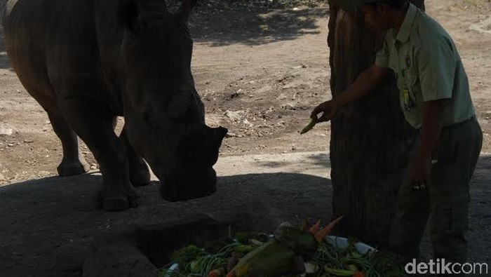 Tiga Tumpeng Buah Disajikan Peringati Hari Badak se-Dunia