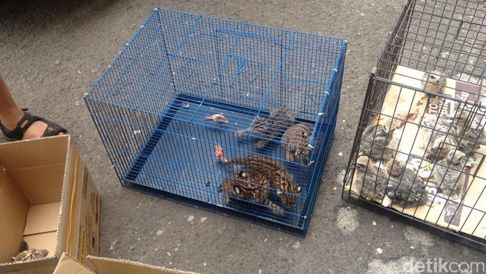 Penjual Alap-alap dan Kucing Hutan Dibekuk Polisi