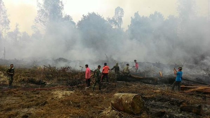 Lahan Pasca Pembakaran Hutan