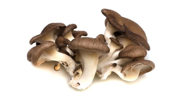 Ilmuwan UI Teliti Kandungan Anti Kanker Payudara di Jamur Tiram