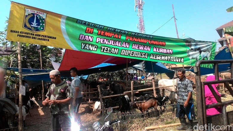 Cerita Pedagang Hewan Kurban yang Laris Manis Diborong Pembeli