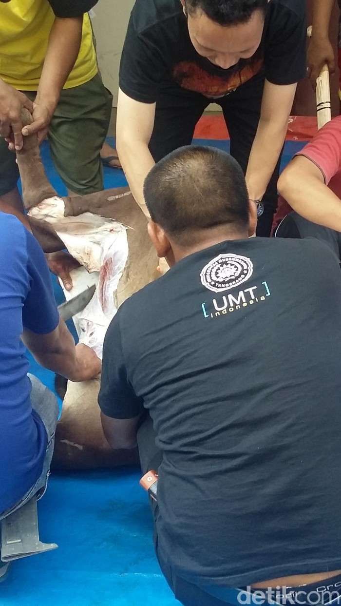 Sapi Seberat 1 Ton Milik Sekjen PAN Disembelih di PP Muhammadiyah
