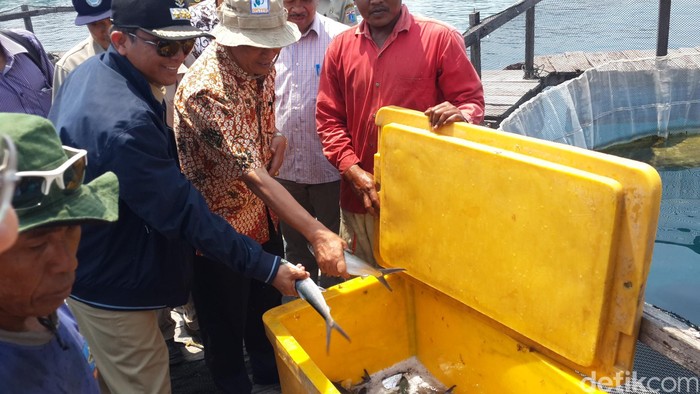 Kunjungi Pengembangan Nila Laut, Menteri Nasir Beri Nama Maharsi