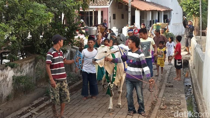 Manten Sapi, Ritual Warga Pasuruan Merias Sapi Sebelum Dikurbankan