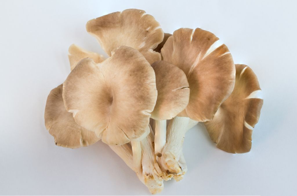 Jamur tiram oyster mushroom on white background