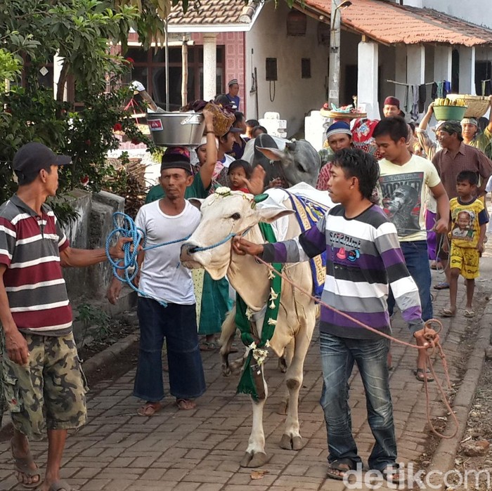 Ritual manten sapi di Pasuruan sebelum Idul Adha.