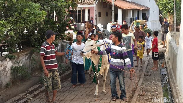 Ritual manten sapi di Pasuruan sebelum Idul Adha.