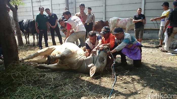 Dari Pengojek Hingga Buruh Dapat Daging Kurban dari Polres Tanjung Priok