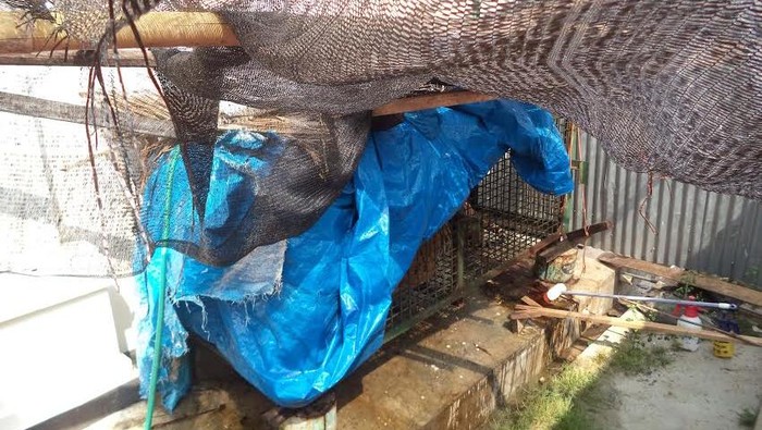 Harimau Sumatera yang Disimpan di Kandang Kecil ini Menuai Protes