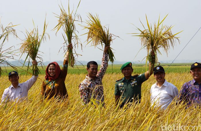 Mentan Panen Padi di Karawang/Foto: Istimewa/dok Kementan Mentan Panen Padi di Karawang/Foto: Istimewa/dok Kementan