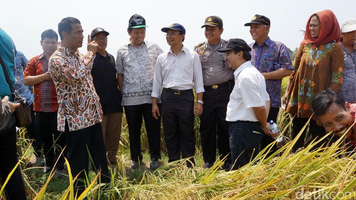 Foto: Istimewa/dok Kementan Foto: Istimewa/dok Kementan