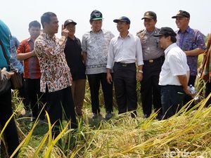 Banyak Bendungan Baru, Mentan Pede RI Aman dari Kekeringan