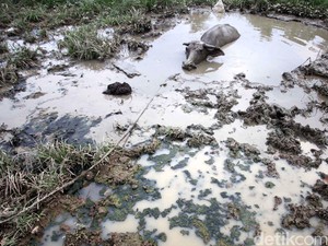 BPBD DKI: Kekeringan Terjadi di Kawasan Jakarta Barat karena El Nino
