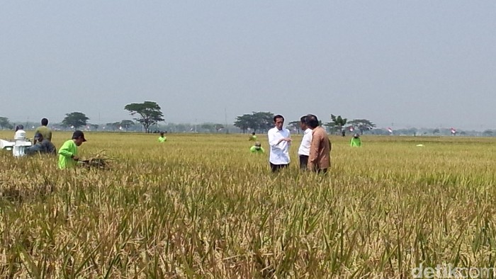 Jokowi: Saya ke Karawang dan Sukoharjo untuk Pastikan Produksi Padi Naik