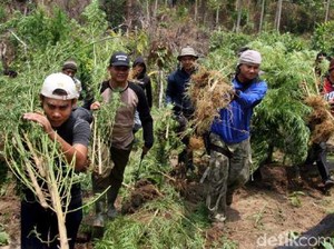 Tim Polres Lhokseumawe Temukan Ladang Ganja Siap Panen Seluas 4 Hektare