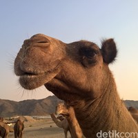 Skandal Kontes Kecantikan Unta, 20 Ekor Didiskualifikasi karena Ketahuan Botox