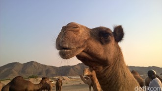 Skandal Kontes Kecantikan Unta, 20 Ekor Didiskualifikasi karena Ketahuan Botox