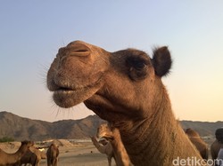 Skandal Kontes Kecantikan Unta, 20 Ekor Didiskualifikasi karena Ketahuan Botox