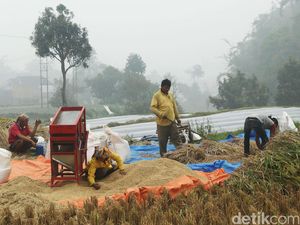 Biaya Produksi Padi RI Lebih Mahal Dibanding Vietnam
