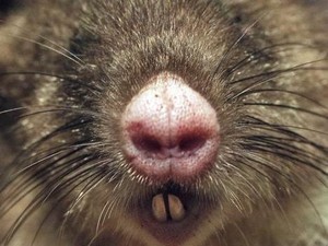 Tentang Tikus Hidung Babi, Spesies Mamalia Terbaru dari Indonesia