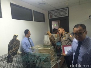 Ringkus Penjual Satwa Langka di Bojong Gede, Polisi: Kita Buru Jaringannya!