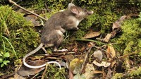 tikus hidung babi
