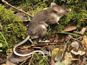 Tikus Ompong, Tikus Air, Tikus Hidung Babi dan Misteri Lain di Sulawesi