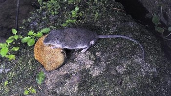 Tikus ada di mana-mana, terutama di mana manusia berada. Total ada 2.200 spesies dari keluarga Rodensia, yang paling terkenal adalah berang-berang, marmot, tupai, dan tikus. Makhluk mirip hewan pengerat telah ada di Bumi selama sekitar 66 juta tahun, yang berarti mereka muncul tepat setelah kepunahan dinosaurus. Foto: dok. Museum of Victoria