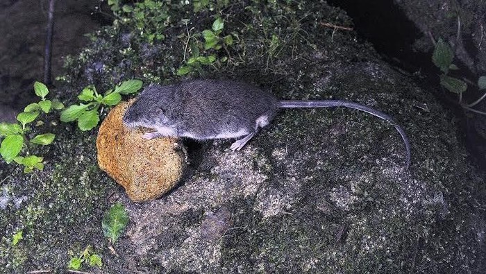 tikus air dan tikus ompong