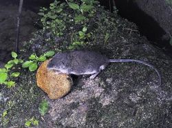 Deretan Hewan yang Sudah Eksis di Bumi Sebelum Manusia Ada